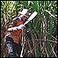 Cortador de cana