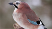 A secretive jay by Valley Walker.