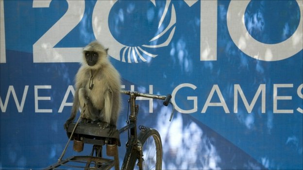 Langur monkey