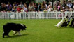 sheepdog from the Quack Commandos at work