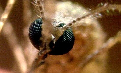 A mosquito attacks