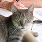 Stephen Hall relaxing at home with his cat, Timothy
