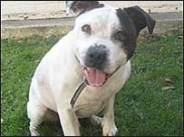 Staffie panting