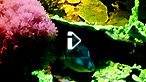 Coral diving in the Red Sea.