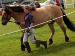 Judging horses in the main ring