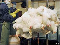 China teve novos casos de gripe aviária