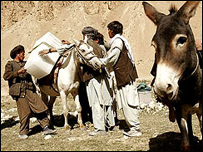 Burro
