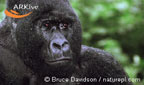 gorilla