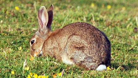 rabbit.jpg
