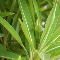 Spurge