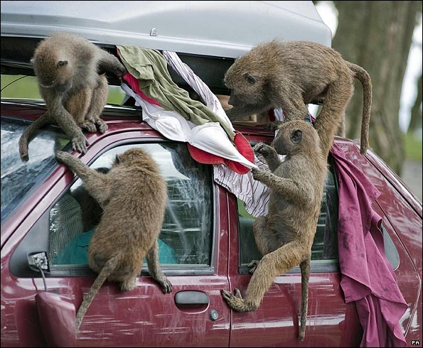 baboons_pa_595.jpg