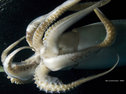 A Humboldt squid
