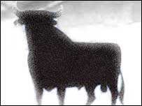 Black bull