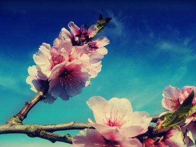 Sakura Blossom