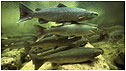 Atlantic Salmon c/o Gilbert van Ryckevorsel