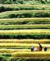 Rice fields