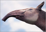 Macrauchenia