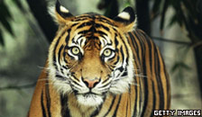 A tiger