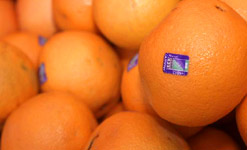 Oranges
