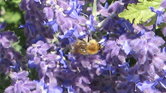 Mr Bee