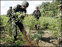 General Castro arranca plantas de coca