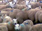 Sheep