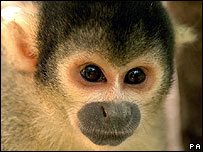 macaco-de-cheiro