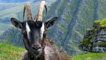 Mountain goat