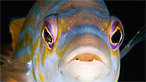Cuckoo wrasse by Tim Moran