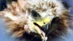 Red Kite