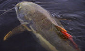 Banana catfish