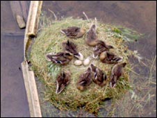 10ducks_johnmurray.jpg