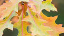 Quercus palustris