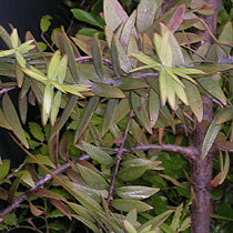 Agathis australis