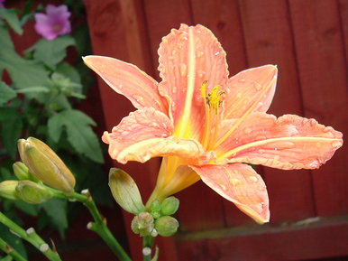Orange droplet
