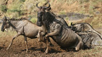 The Great Migration