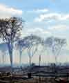 Deforestation