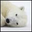 Urso polar brinca no gelo