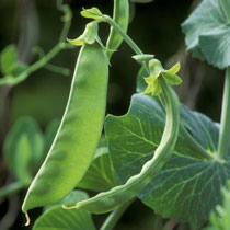 Pisum sativum