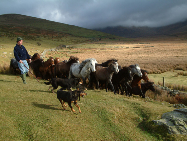 Pony Gathering