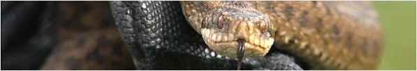 Adder