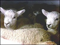 Sheep