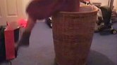 Washing basket... Washing basket...