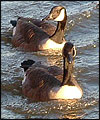 ducks