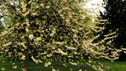 Halesia carolina