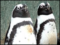 Banham Zoo penguins