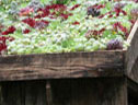 Sedums on a shed roof