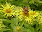 Butterfly on summer flowers