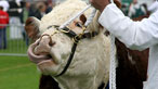 A bull being led in the ring.