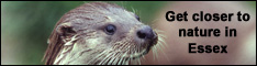 Otter